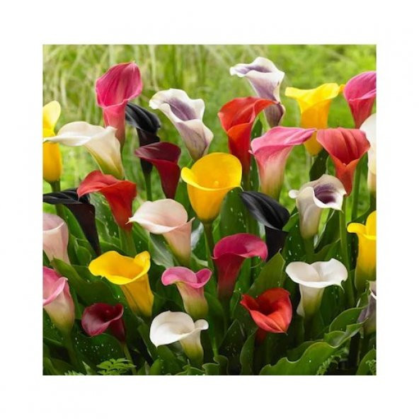 Nadir Calla Lily Çiçeği Tohumu 10 Tohum + Süpriz Hediye Tohum - 4