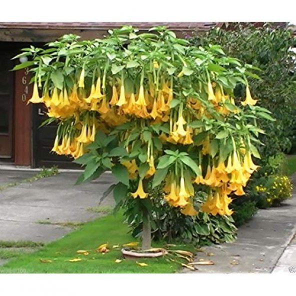 Meleklerin Borozanı Çiçeği Tohumu 3 Tohum Angel Trumpet + Süpriz