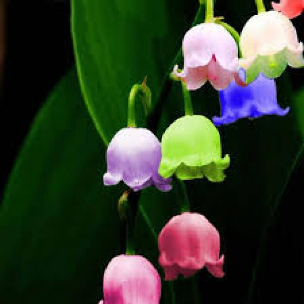 Nadir Çan Orkide Tohumu 5 Tohum + Süpriz Hediye Tohum - 3