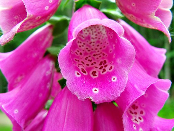 Pembe Çan Çiçeği Tohumu Ekim Seti 5 Tohum + Saksı+Toprak+Süpriz - Resim 3