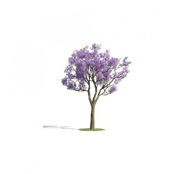 Jakaranda Ağacı Tohumu Jacaranda 100 Tohum + Süpriz Hediye