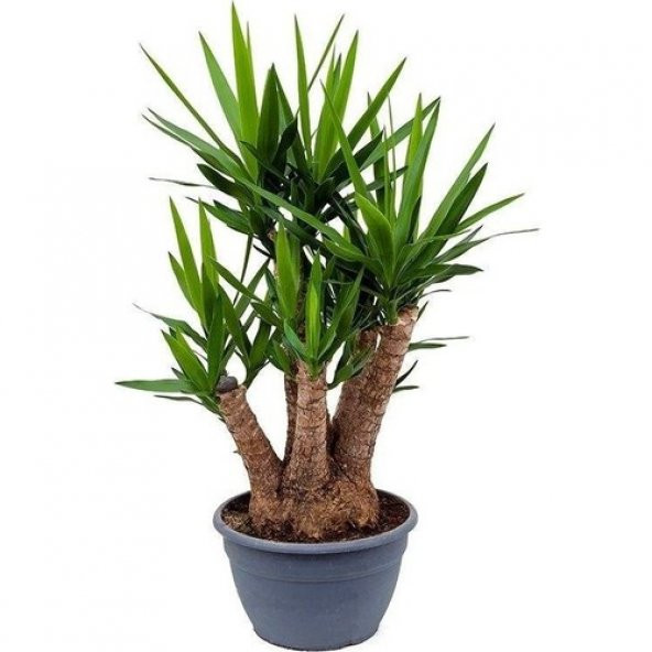 Yucca Tohumu 3 Tohum Avize Çiçeği Tohumu + Süpriz Hediye Tohum - 2