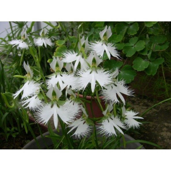 Japon Radiata Orkide Çiçeği Tohumu 5 Tohum + Süpriz Hediye - 3