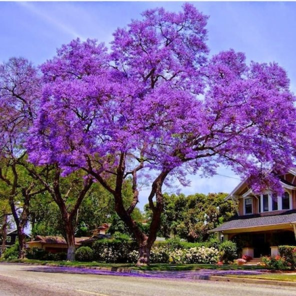 Jakaranda Ağacı Tohumu 10 Tohum Jacaranda + Süpriz Hediye Tohumu - 2