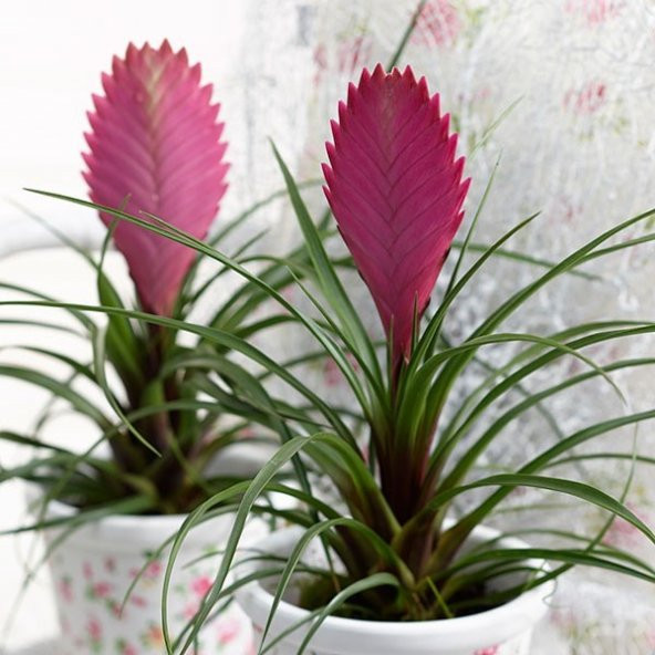 Tillandsia Çiçeği Tohumu 5 Tohum Hava Bitkisi + Süpriz Hediye - 4