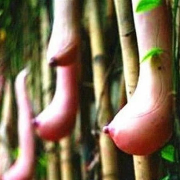 Vietnam Kabak Tohumu Süs Kabağı Tohumu 3 Tohum + Süpriz Tohum - 2