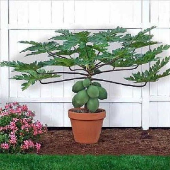 Bodur Papaya Ağacı Tohumu 3 Tohum + Süpriz Hediye Tohum