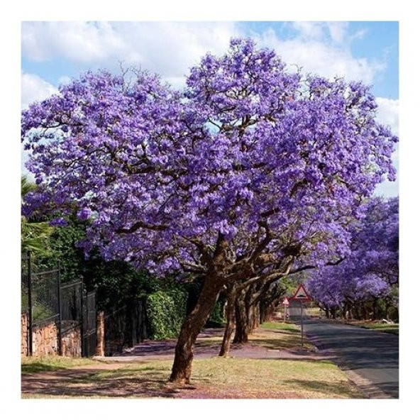 Jakaranda Ağacı Tohumu 25 Tohum Jacaranda + Süpriz Hediye Tohum - 3