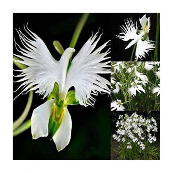 Japon Radiata Orkide Çiçeği Tohumu 5 Tohum + Süpriz Hediye - 4