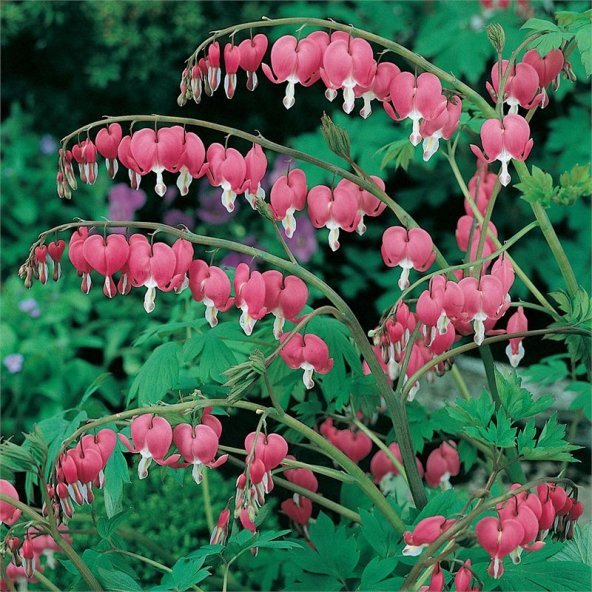 Pembe Kanayan Kalpler Dicentra Çiçeği Tohumu 5 Tohum + Hediye - 4