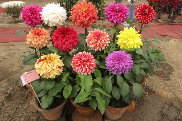 Karışık Dahlia Çiçeği Tohumu 5 Tohum + Süpriz Hediye Tohum - 4
