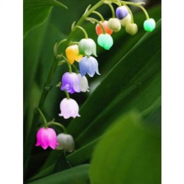 Nadir Çan Orkide Tohumu 5 Tohum + Süpriz Hediye Tohum - 5