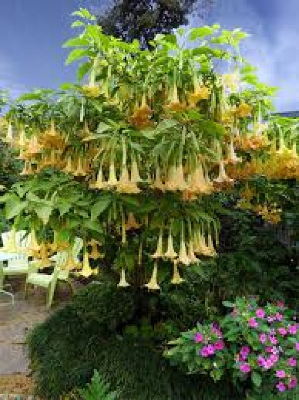 Meleklerin Borozanı Çiçeği Tohumu 3 Tohum Angel Trumpet + Süpriz - 3