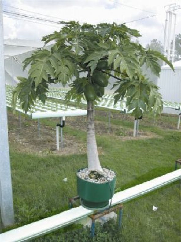 Bodur Papaya Ağacı Tohumu 3 Tohum + Süpriz Hediye Tohum - Resim 2