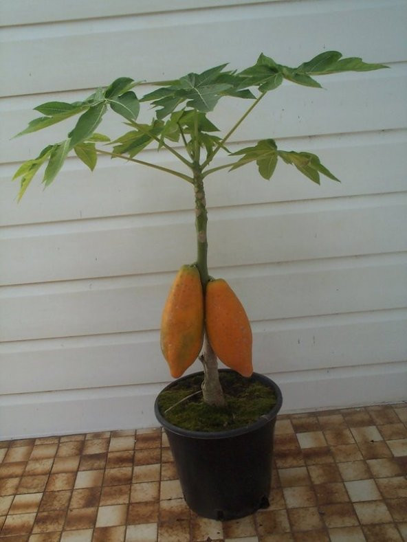 Tropikal Papaya Ağacı Tohumu 3 Tohum + Süpriz Hediye Tohum - Resim 2