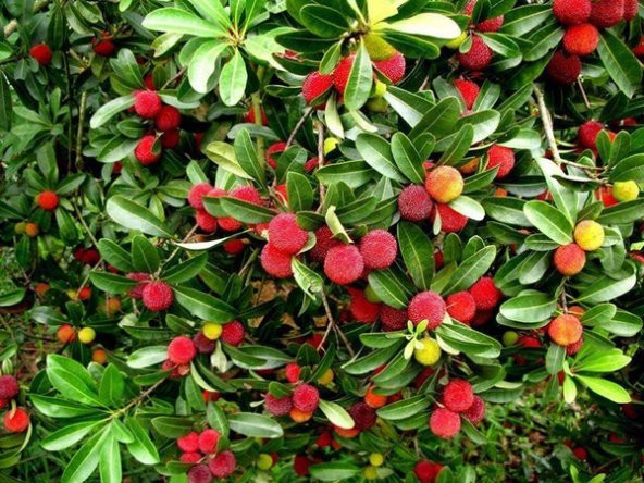 Tropikal Myrica Çin Çileği Tohumu 2 Tohum + Süpriz Hediye Tohum - 3