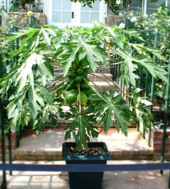 Bodur Papaya Ağacı Tohumu 3 Tohum + Süpriz Hediye Tohum - Resim 3