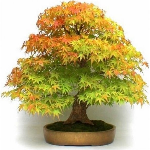 Bodur Negundo Bonzai Ağacı Tohumu Ekim Seti 5 Tohum +Saksı+Toprak