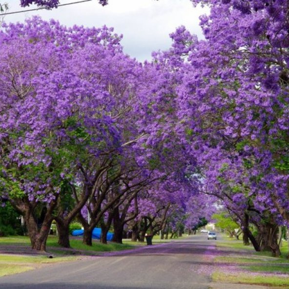 Jakaranda Ağacı Tohumu Jacaranda 100 Tohum + Süpriz Hediye - 5