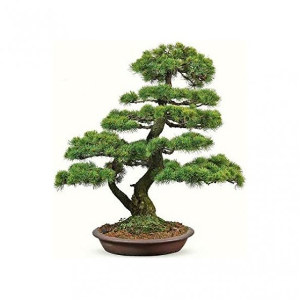 Bodur Karaçam Bonzai Ağacı Tohumu Ekim Seti 5 Tohum +Saksı+Toprak ürün görseli