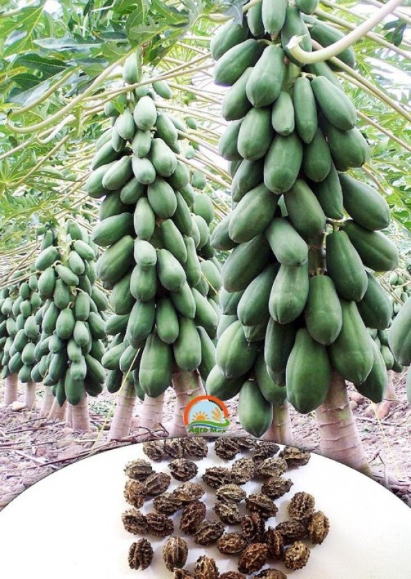 Tropikal Papaya Ağacı Tohumu 3 Tohum + Süpriz Hediye Tohum - Resim 3