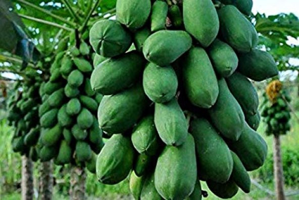 Tropikal Papaya Ağacı Tohumu 3 Tohum + Süpriz Hediye Tohum - Resim 4