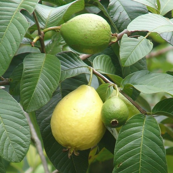 Psidium Guava Meyvesi Tohumu 3 Tohum + Süpriz Hediye Tohum - 4