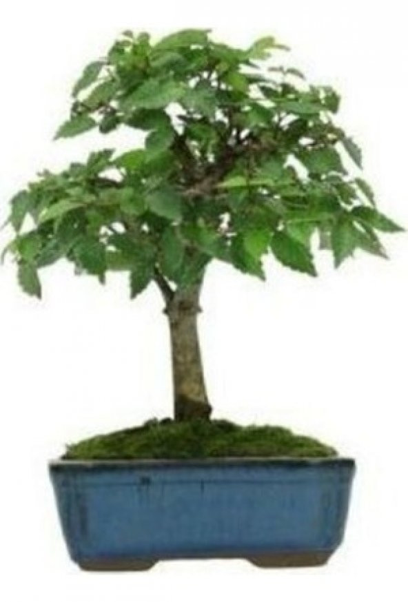 Bodur Beyaz Dut Bonzai Ağacı Ekim Seti 5 Tohum +Saksı+Toprak