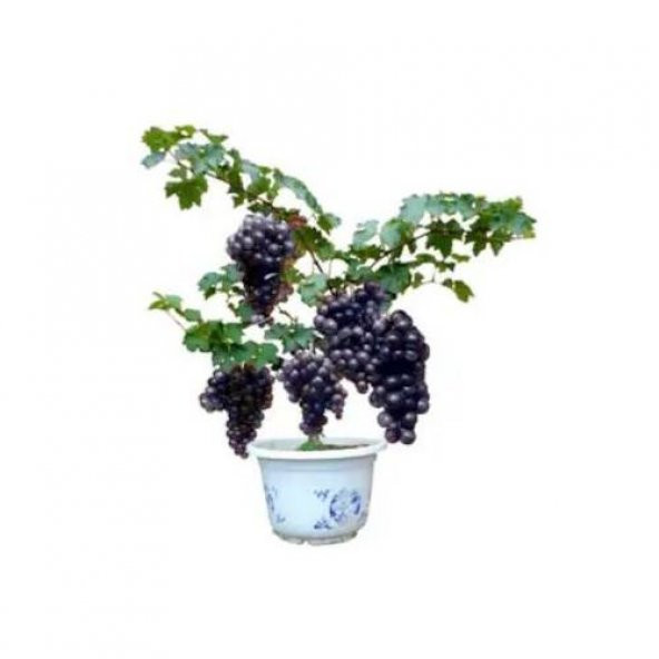 Bodur Siyah Üzüm Bonzai Ağacı Tohumu Ekim Seti 5 Tohum +Saksı+Top ürün görseli