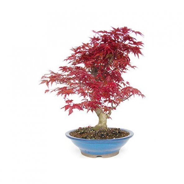 Bodur Liquidambar Bonzai Ağacı Tohumu Ekim Seti 5 Tohum +Saksı+To ürün görseli