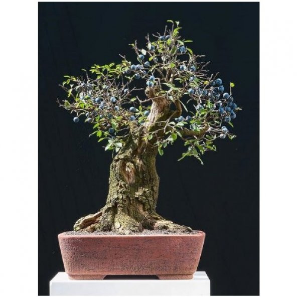 Bodur Blueberry Bonzai Ağacı Tohumu Ekim Seti 5 Tohum +Saksı+Topr - Resim 2