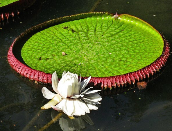 Victoria Regia Su Zambağı Tohumu 1 Tohum + Süpriz Hediye