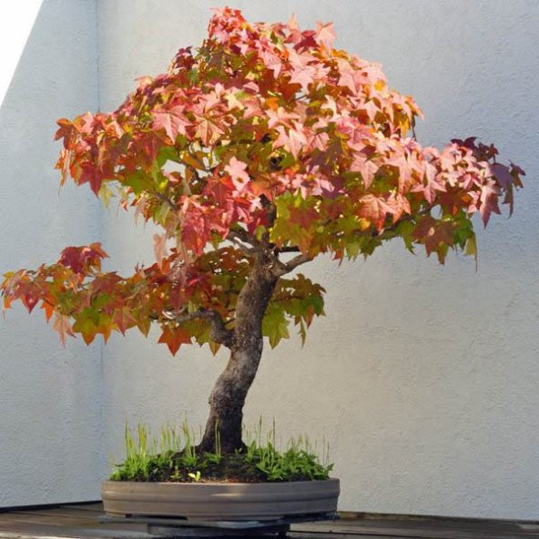 Bodur Liquidambar Bonzai Ağacı Tohumu Ekim Seti 5 Tohum +Saksı+To - Resim 2