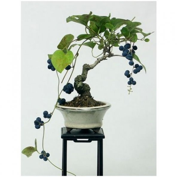 Bodur Blueberry Bonzai Ağacı Tohumu Ekim Seti 5 Tohum +Saksı+Topr - Resim 3