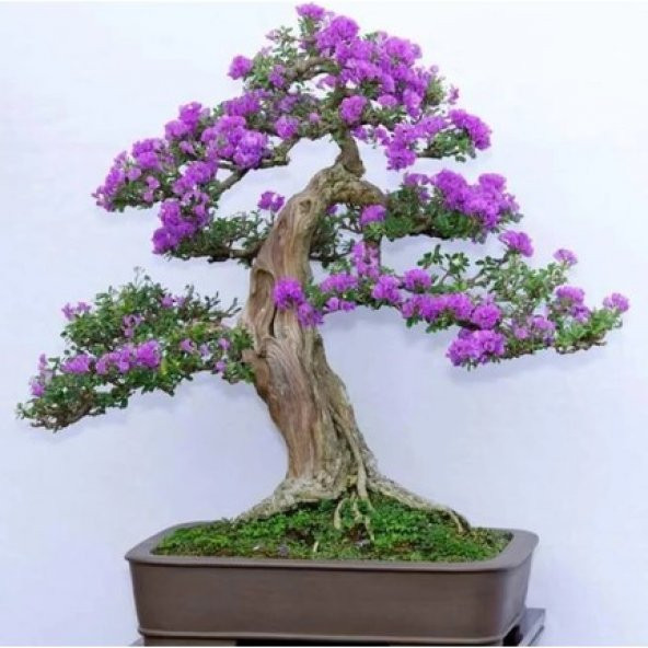 Bodur Jakaranda Bonzai Ağacı Ekim Seti 5 Tohum +Saksı +Toprak - Resim 3