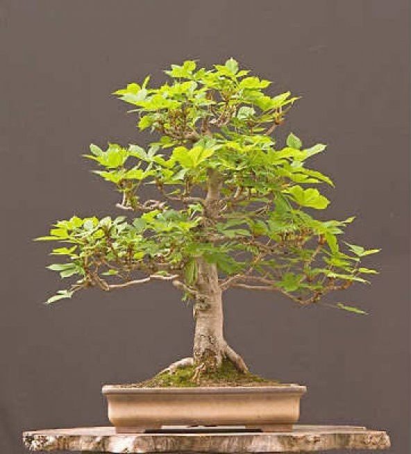 Bodur Beyaz Dut Bonzai Ağacı Ekim Seti 5 Tohum +Saksı+Toprak - 3