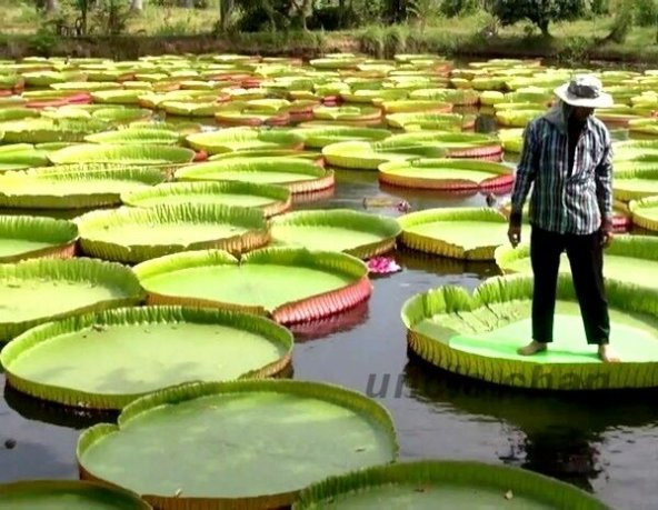 Victoria Regia Su Zambağı Tohumu 1 Tohum + Süpriz Hediye - 2
