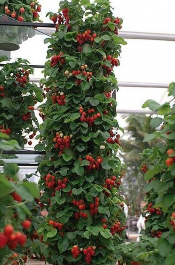 Nadir Alman Çilek Ağacı Tohumu 10 Tohum Çilek Tohumu +Süpriz Hedi - Resim 2