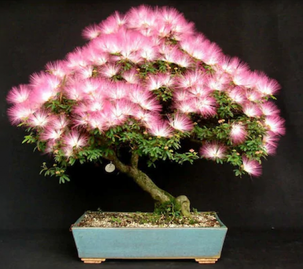 Bodur Gülibrişim Bonzai Ağacı Tohumu Ekim Seti 5 Tohum +Saksı+Top - Resim 3