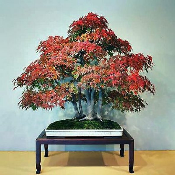 Bodur Liquidambar Bonzai Ağacı Tohumu Ekim Seti 5 Tohum +Saksı+To - Resim 3