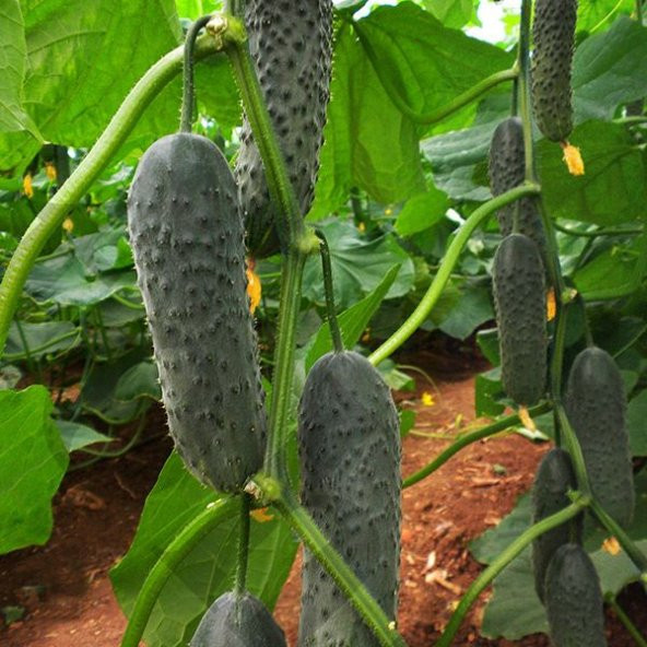 Kornişon Salatalık Tohumu 15 Tohum + Süpriz Hediye Sebze Tohumu - 3