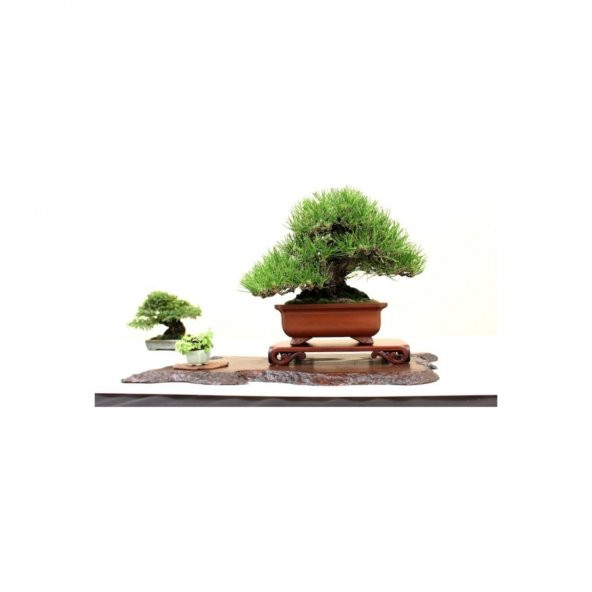 Bodur Fıstık Çamı Bonzai Ağacı Tohumu Ekim Seti 2 Tohum +Saksı+To - 3