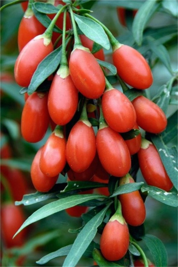 Gojiberry Tohumu 10 Tohum Goji Berry + Süpriz Tohum - Resim 2