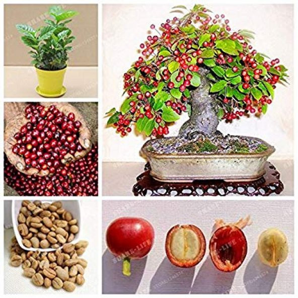 Kahve Bonzai Ağacı Tohumu 5 Tohum + Süpriz Hediye Bonsai Tohumu - 3