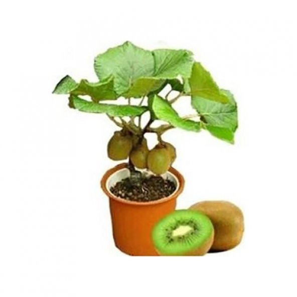 Bodur Kivi Bonzai Ağacı Tohumu 5 Tohum + Bonsai Ağacı Tohumu