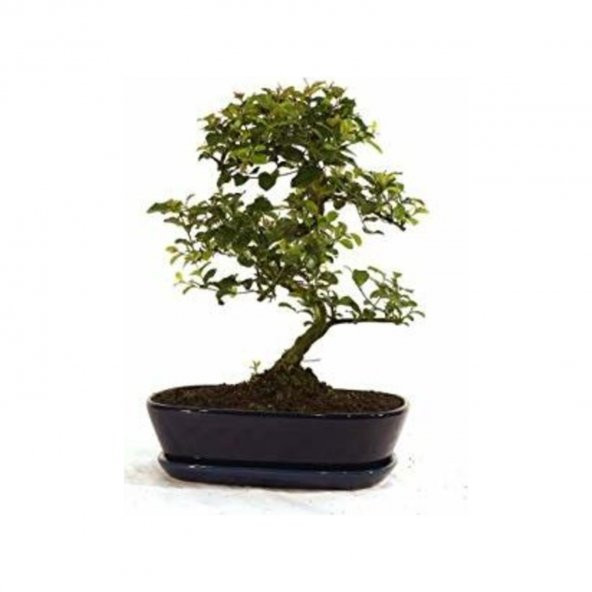 Bodur Tesbih Bonzai Ağacı Tohumu 5 Tohum + Süpriz Bonsai Tohumu