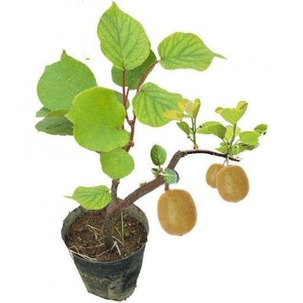 Bodur Kivi Bonzai Ağacı Tohumu 5 Tohum + Bonsai Ağacı Tohumu - 2