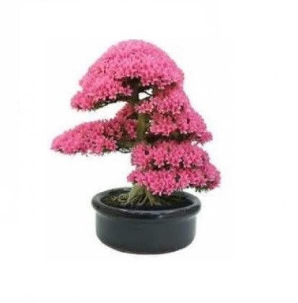 Erguvan Bonzai Ağacı Tohumu 5 Tohum + Süpriz Hediye Bonsai Tohumu