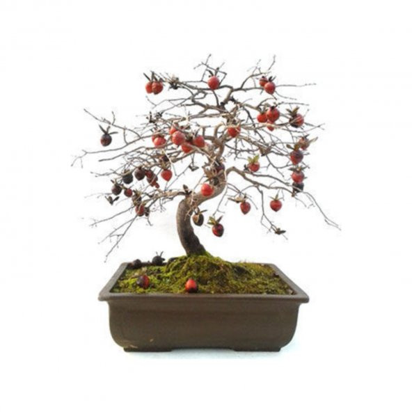 Bodur Hurma Bonzai Ağacı Tohumu 1 Tohum + Süpriz Bonsai Tohumu