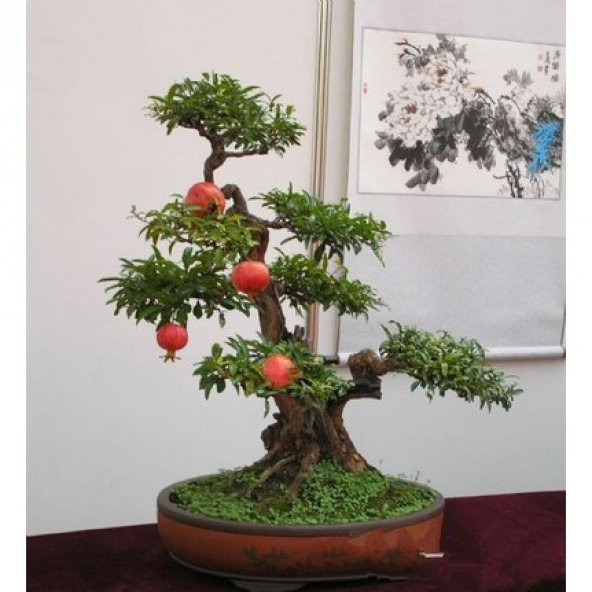 Bodur Nar Bonzai Ağacı Tohumu 5 Tohum +Süpriz Bonsai Ağacı Tohumu - 2